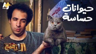 الدحيح - حيوانات حساسة ... هل تشاركنا الحيوانات إحساسنا بالسعادة والحب؟