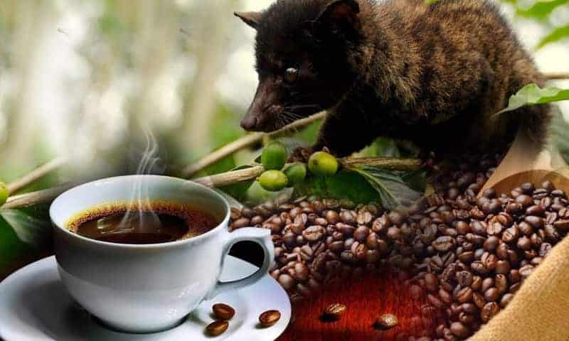 قهوة كوبي لوك