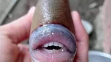 صياد ماليزي يعثر على سمكة بملامح بشرية